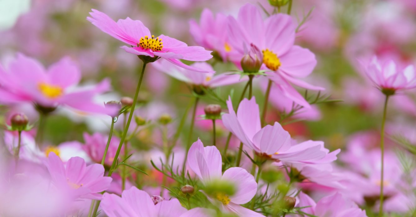 ASAR-Charitable-Organisation-03 ASAR-Charitable-Organisation-03