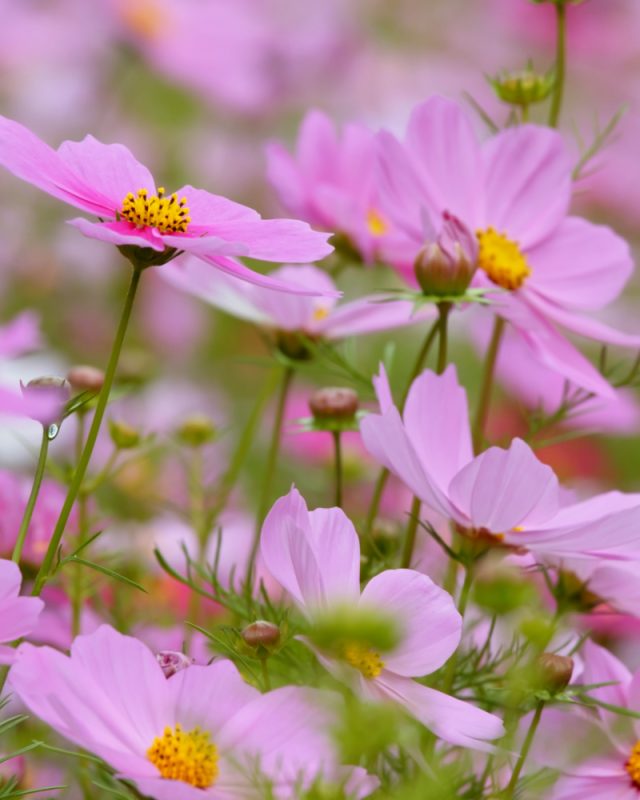 ASAR-Charitable-Organisation-03