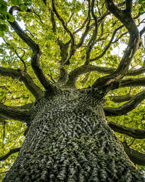 asar-chambers-global-guide-2026 asar-chambers-global-guide-2026